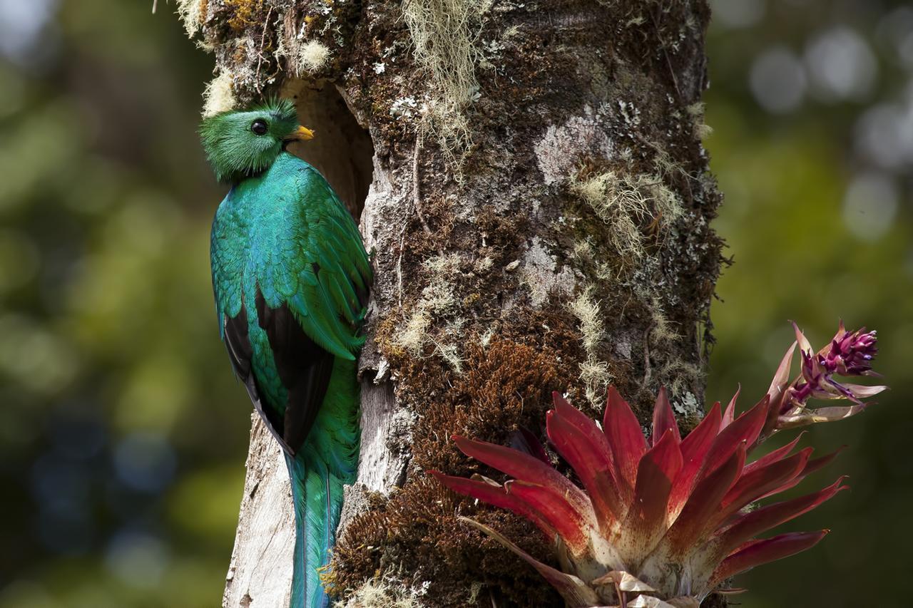 Paraiso Quetzal Lodge Трес-де-Хунио Экстерьер фото